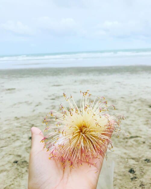 A person applying vinegar to a jellyfish sting on their arm, with a bottle of vinegar in one hand and a cloth in the other. The beach and ocean are visible in the background.