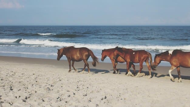 Discover 5 Affordable & Unexpected US Beach Getaways for 2025