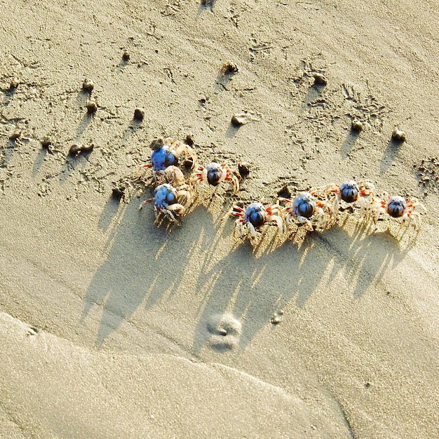 A close-up shot of a meticulously detailed sandcastle on a beach. The sandcastle features multiple towers, intricate carvings, and a surrounding moat filled with water. Buckets and shovels are placed beside it, indicating the tools used to create the masterpiece.