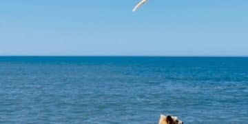 Pet-Friendly & Affordable Beach Vacations in the US - Cover Image