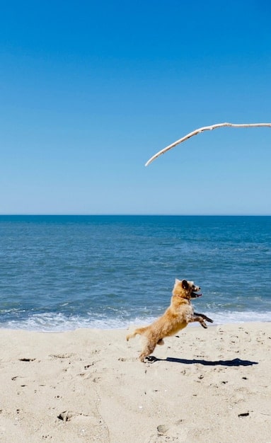 Pet-Friendly & Affordable Beach Vacations in the US
