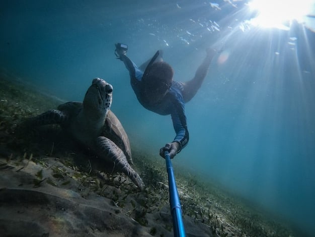 A close-up shot of a volunteer releasing a rehabilitated sea turtle back into the ocean at sunset. The turtle is gliding into the water, and the volunteer is smiling.
