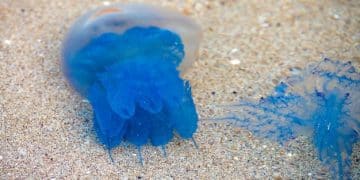Beach Hazards: Jellyfish, Seaweed, & Sharp Objects Guide - Cover Image