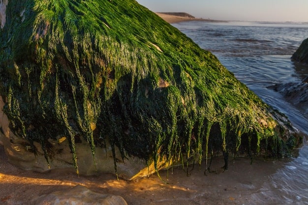 A large pile of dark green and brown seaweed washed ashore on a sandy beach, with gentle waves in the background.