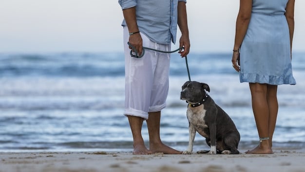 A resort staff member carefully attending to a guest's pet on a private beach, signifying bespoke pet service.