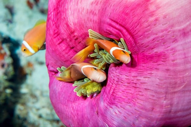 A healthy, vibrant coral reef teeming with colorful fish, emphasizing marine conservation efforts at a luxury beach resort.