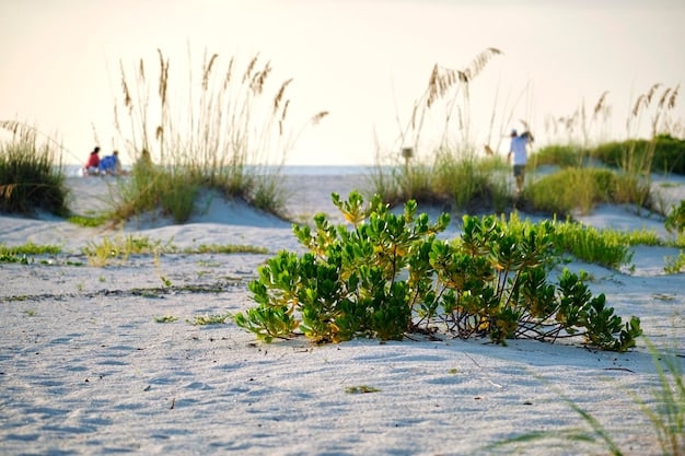 A pristine white sand beach in Gulf Shores, Alabama, with calm, clear emerald green waters under a sunny sky, showing a few distant beachgoers enjoying the tranquility.